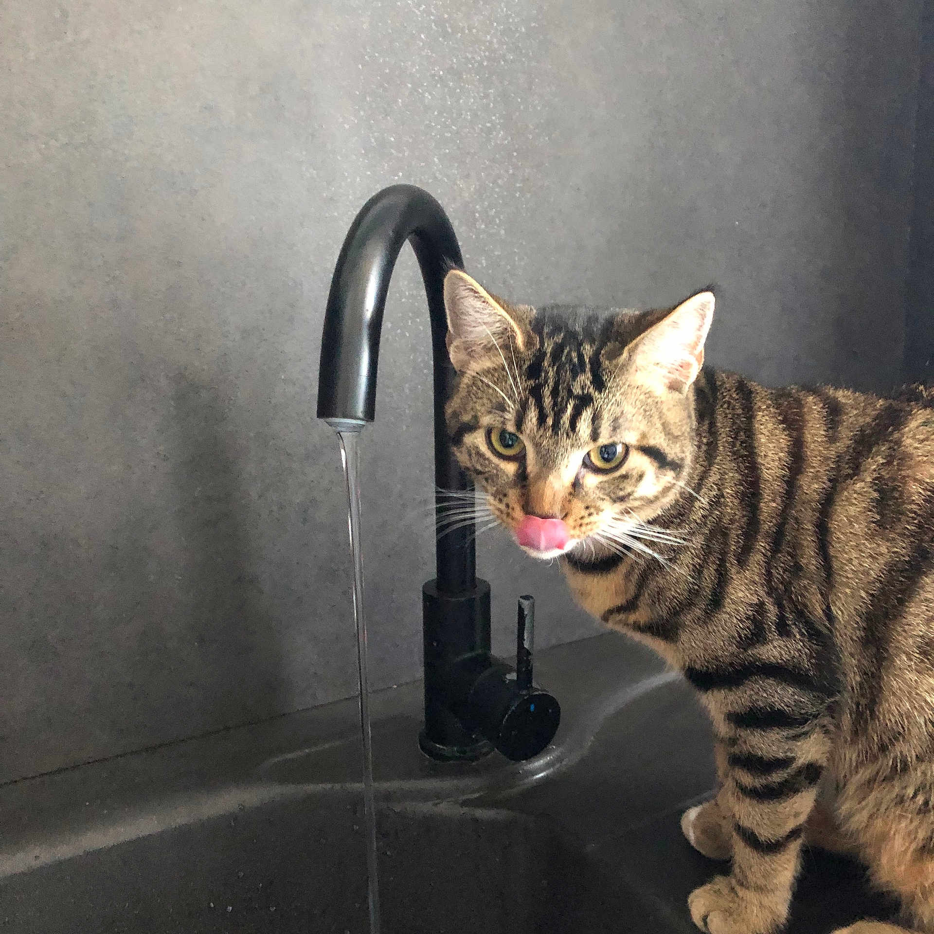 Yoda participe au concours pour gagner de l'argent avec cette photo : cat, tabby_cat, water_faucet, sink, water_stream, licking, curious, indoor, pet, animal, striped, fur, whiskers, ears, face, closeup, modern, grey_wall, black_faucet, domestic_cat