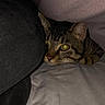 Yoda a rejoint le concours — aidez-le/la à gagner de superbes lots ! cat, tabby, animal, pet, indoor, cozy, blanket, fabric, resting, curious, feline, cute, whiskers, ears, closeup, soft, warm, hidden, eyes, lying_down