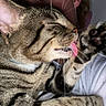 affection, animal, cat, closeup, cozy, cute, face, feline, indoor, licking, love, paw, person, pet, playful, sleepy, snuggling, striped, tabby_cat, whiskers