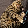 Yoda a rejoint le concours — aidez-le/la à gagner de superbes lots ! cat, tabby, pet, animal, feline, striped, couch, indoor, relaxed, curious, whiskers, fur, paw, sleepy, cozy, domestic, cute, resting, sideways, comfortable
