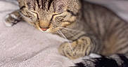 Yoda participe au concours pour gagner de l'argent avec cette photo : cat, tabby, sleeping, close_up, pet, feline, fur, whiskers, ears, tail, striped, cozy, blanket, indoor, resting, cute, animal, soft_texture, peaceful, domestic