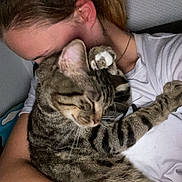 Yoda participe au concours pour gagner de l'argent avec cette photo : affection, animal, casual_clothing, cat, close_up, comfort, cuddle, face, friendship, hair, hug, indoor, love, paw, person, pet, relaxation, skin, tabby_cat, white_shirt
