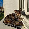 Yoda a rejoint le concours — aidez-le/la à gagner de superbes lots ! animal, cat, daylight, domestic_animal, feline, greenery, house, mammal, nature, outdoor, paw, pet, relaxed, resting, striped, sunlight, tabby_cat, tail, window, windowsill