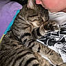 Yoda participe au concours pour gagner de l'argent avec cette photo : affection, animal, bed, blanket, casual_clothing, cat, close_up, comfort, cuddle, friendship, human_face, indoor, love, person, pet, relaxation, rest, sleeping, striped_fur, tabby_cat
