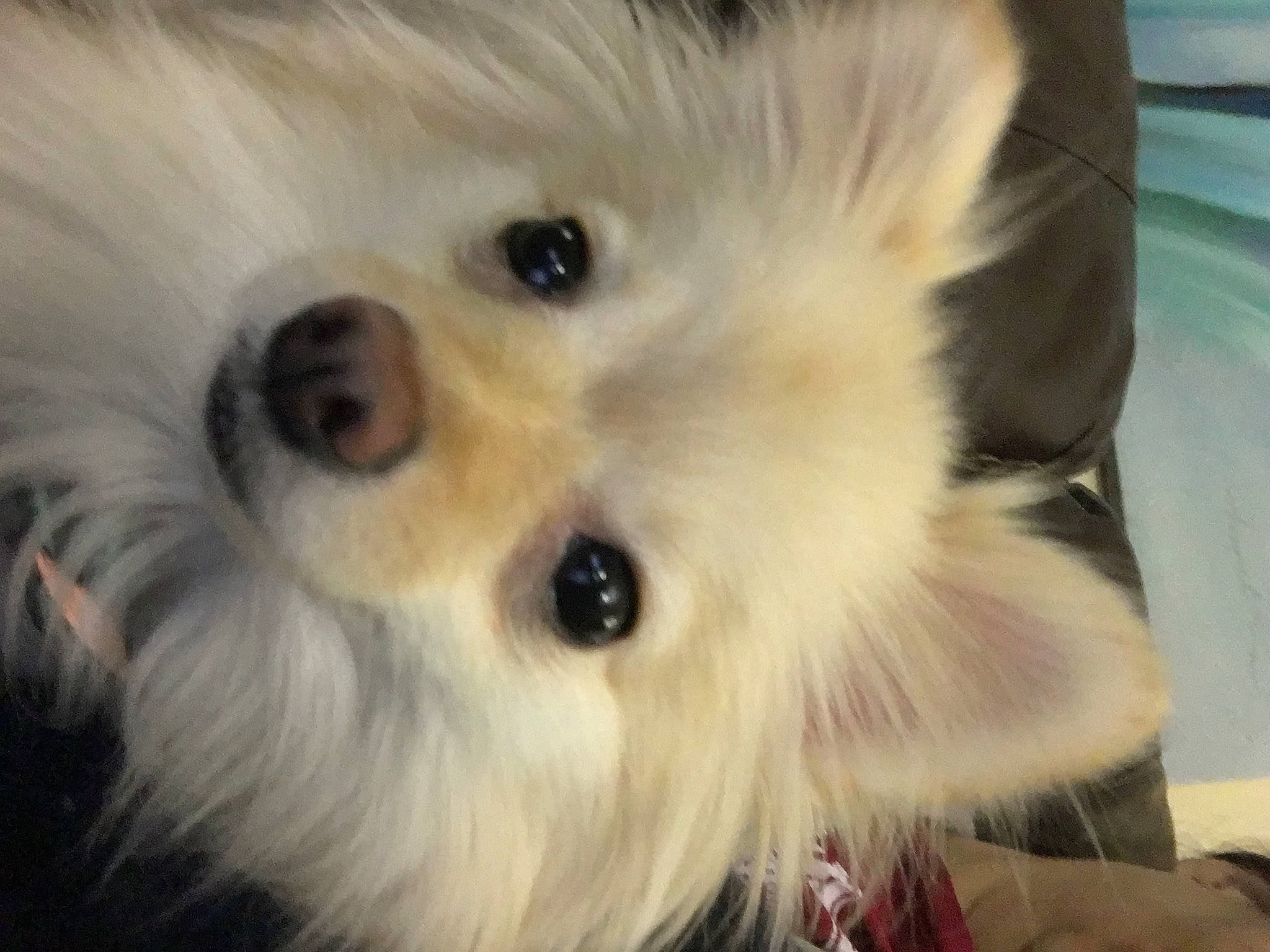 Gigi is registered to the contest to win money with this photo: canidae, carnivore, companion_dog, dog, dog_breed, dog_supply, eyelash, fawn, fur, german_spitz, german_spitz_klein, mammal, snout, spitz, sporting_group, toy_dog, vertebrate, volpino_italiano, whiskers, working_animal