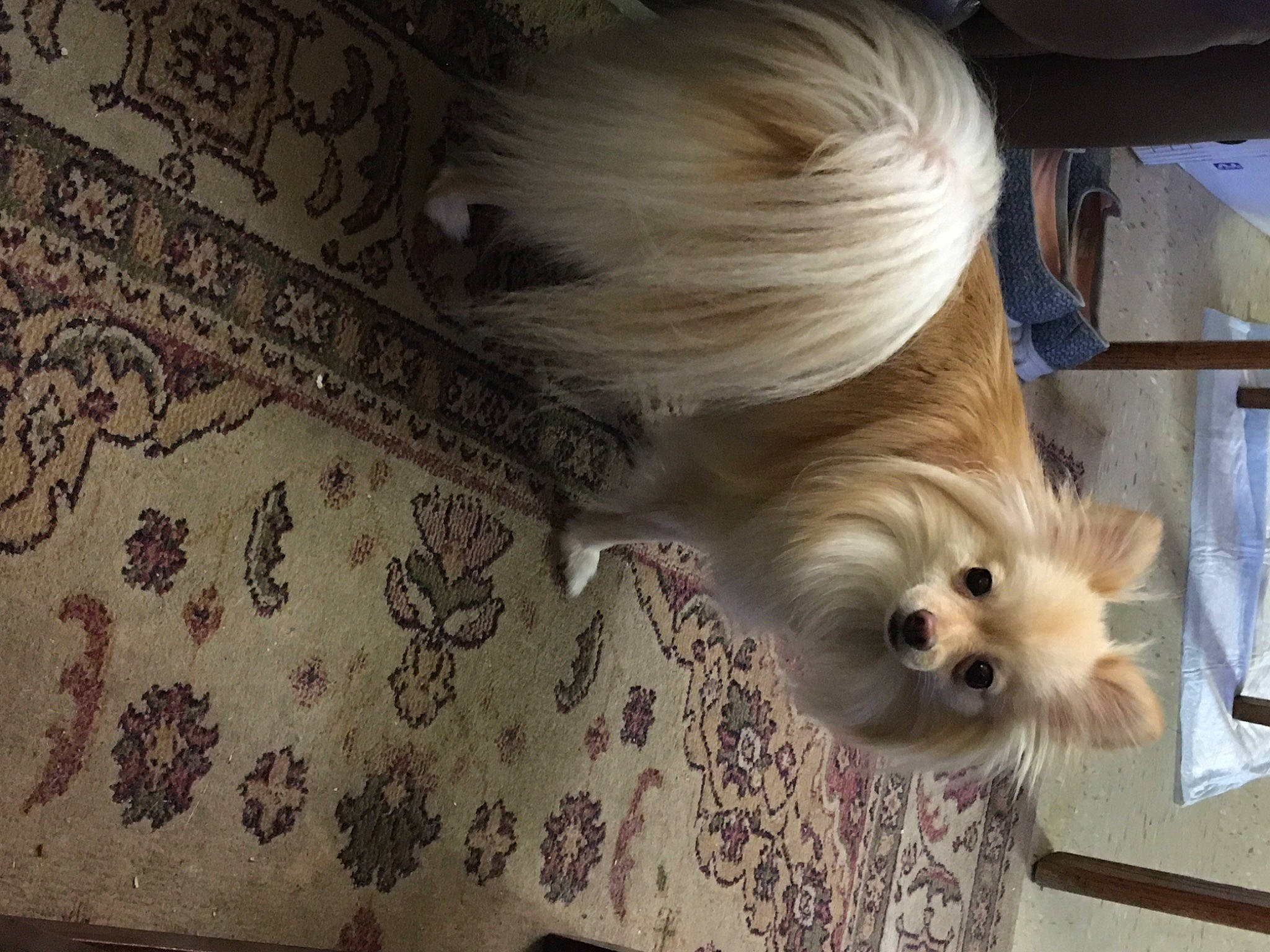 Gigi is registered to the contest to win money with this photo: canidae, carnivore, comfort, companion_dog, dog, dog_breed, dog_supply, fawn, floor, flooring, fur, hardwood, liver, mal_shi, small_terrier, sporting_group, terrier, toy_dog, wood, working_animal