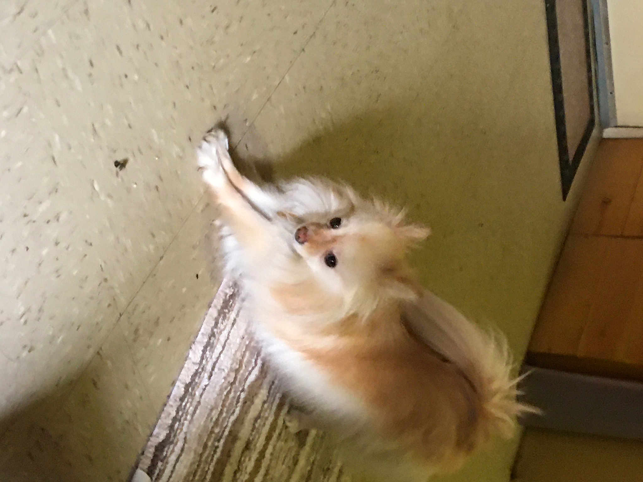 Gigi