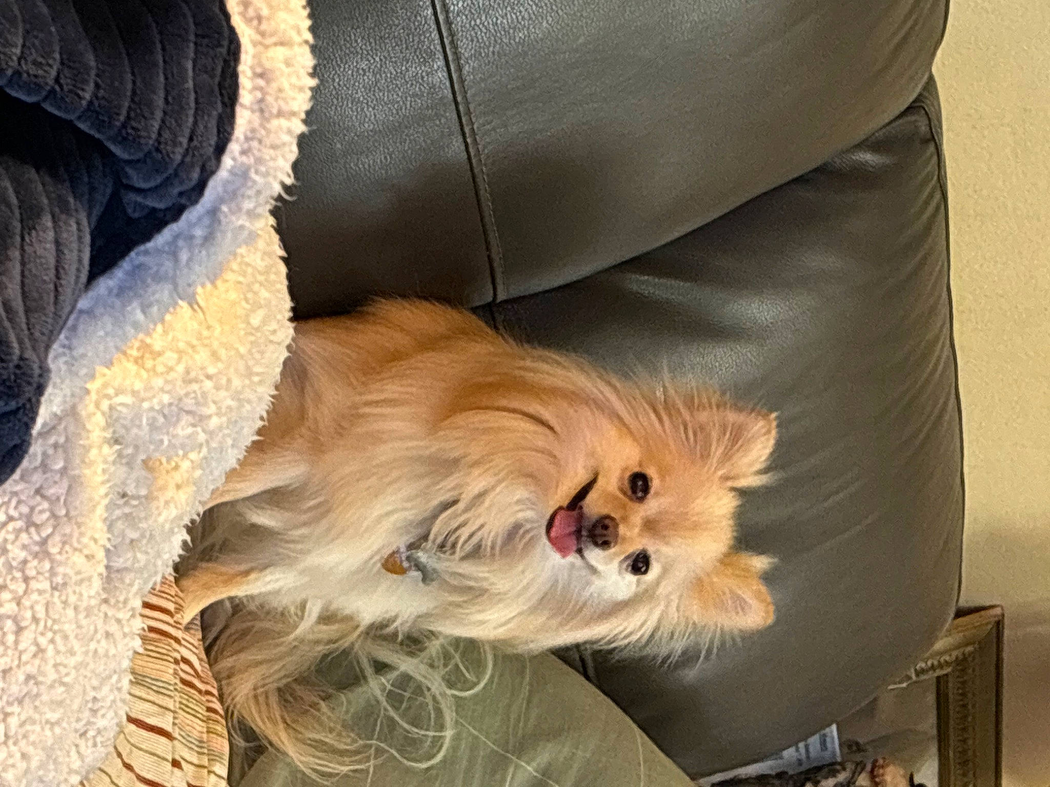 Gigi joined the competition — help win amazing prizes! canidae, carnivore, comfort, companion_dog, dog, dog_breed, dog_supply, fashion_accessory, fawn, fur, german_spitz, liver, non_sporting_group, pet_supply, small_terrier, sporting_group, toy_dog, whiskers, working_animal