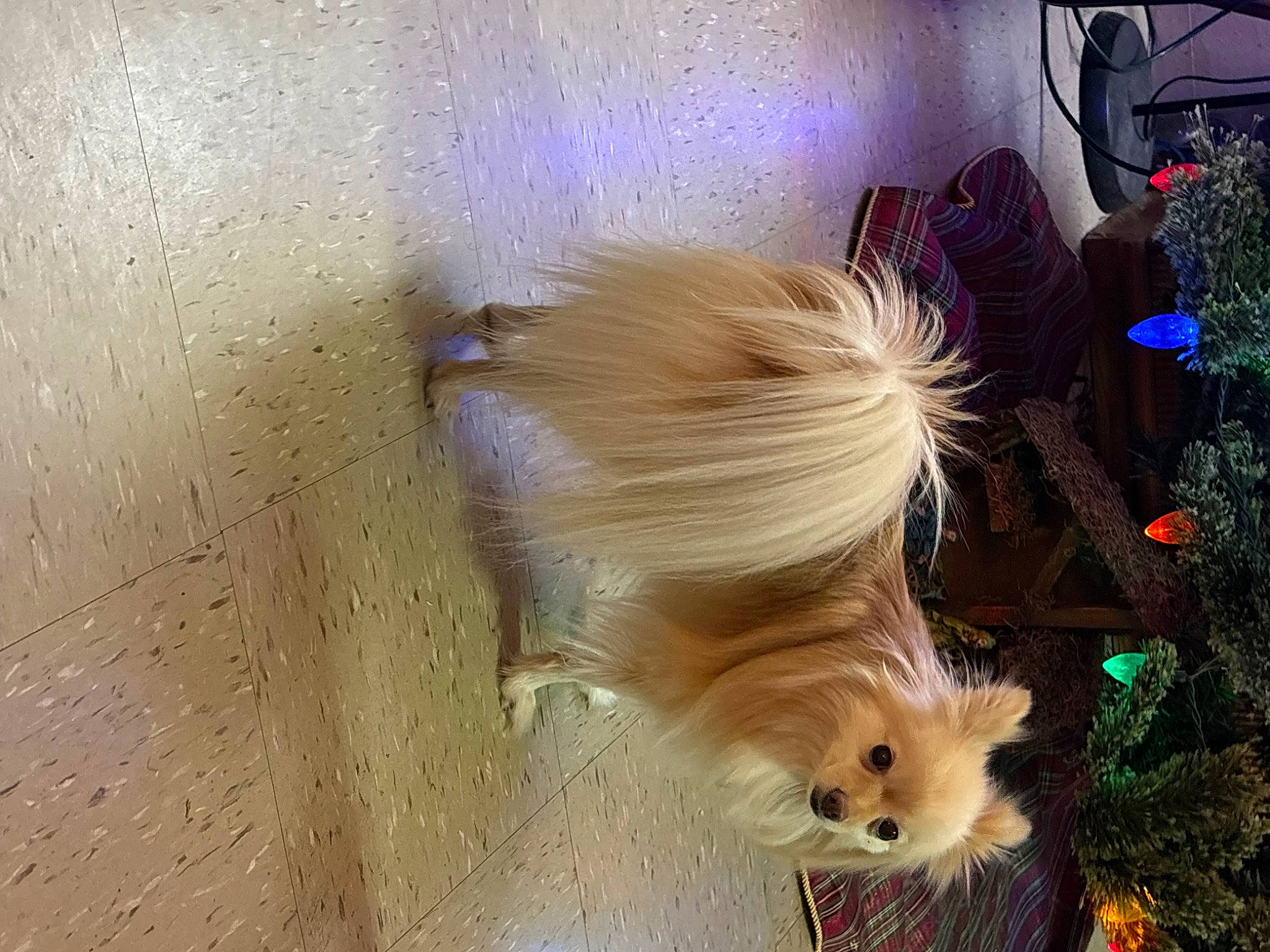 Gigi joined the competition — help win amazing prizes! canidae, carnivore, companion_dog, dog, dog_breed, dog_supply, fawn, fur, german_spitz, hardwood, liver, small_terrier, spitz, sporting_group, tail, terrier, toy, toy_dog, whiskers, wood