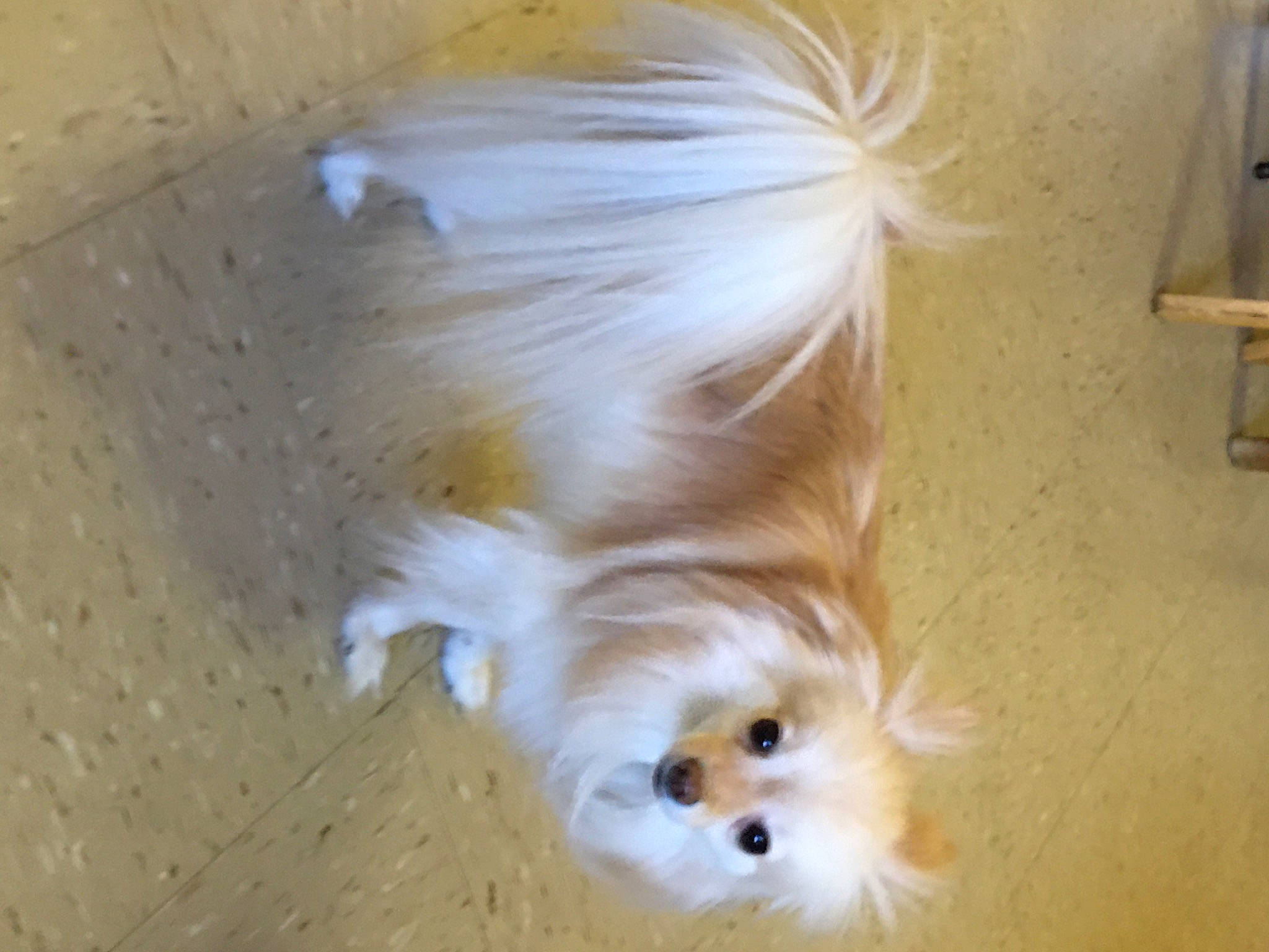 Gigi is registered to the contest to win money with this photo: canidae, carnivore, companion_dog, dog, dog_breed, fawn, fur, german_spitz, german_spitz_klein, hardwood, liver, non_sporting_group, spitz, sporting_group, toy_dog, whiskers, wood, working_animal