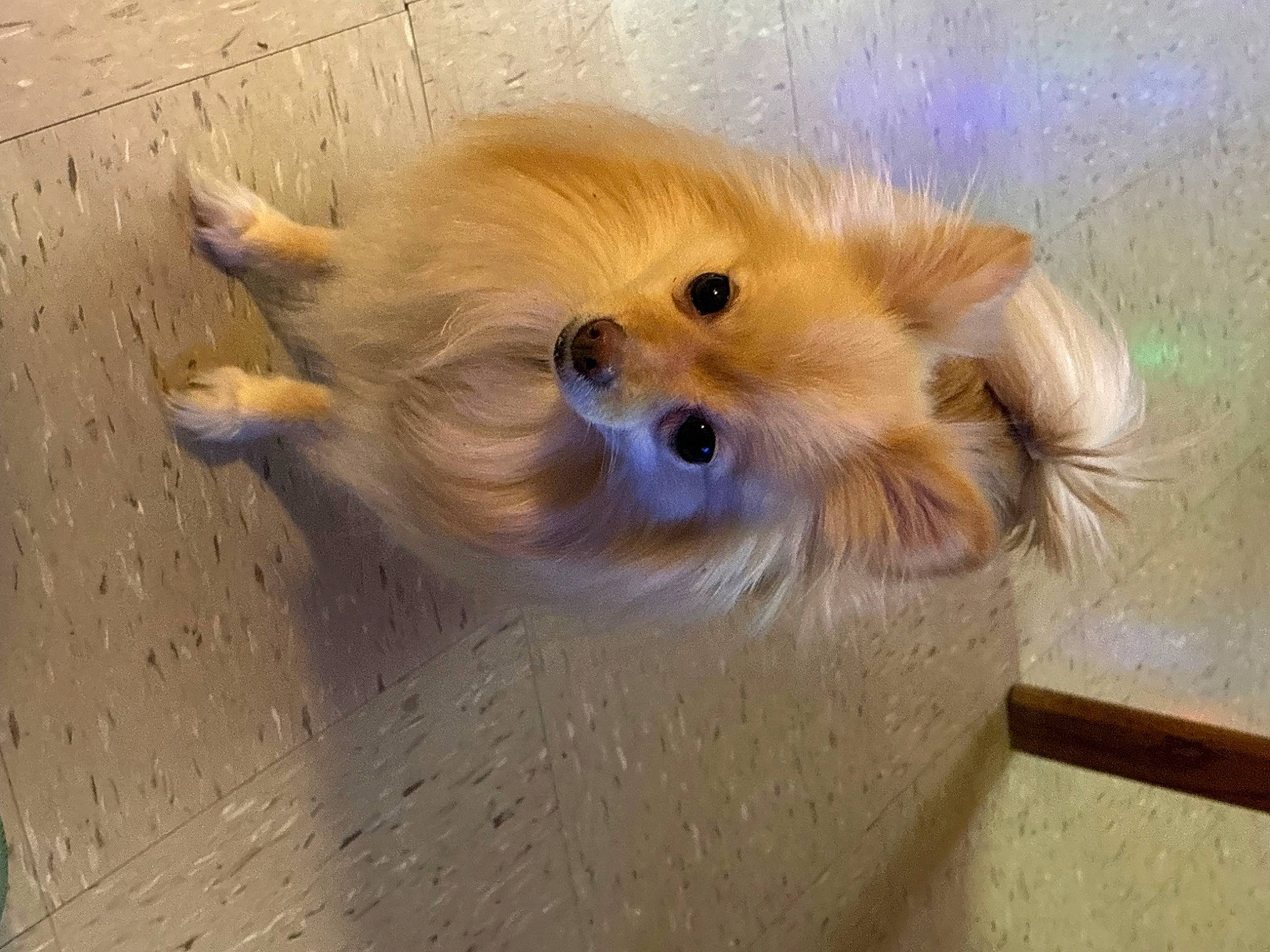 Gigi is registered to the contest to win money with this photo: ancient_dog_breeds, canidae, carnivore, companion_dog, dog, dog_breed, fawn, fur, german_spitz, german_spitz_klein, german_spitz_mittel, non_sporting_group, snout, spitz, sporting_group, toy_dog, volpino_italiano, whiskers, wood, working_animal