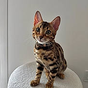 Athena a rejoint le concours — aidez-le/la à gagner de superbes lots ! bengal_cat, kitten, cat, pet, animal, feline, curious, sitting, whiskers, ears, collar, spots, fur, paw, indoor, stool, white_background, closeup, young, domestic_cat