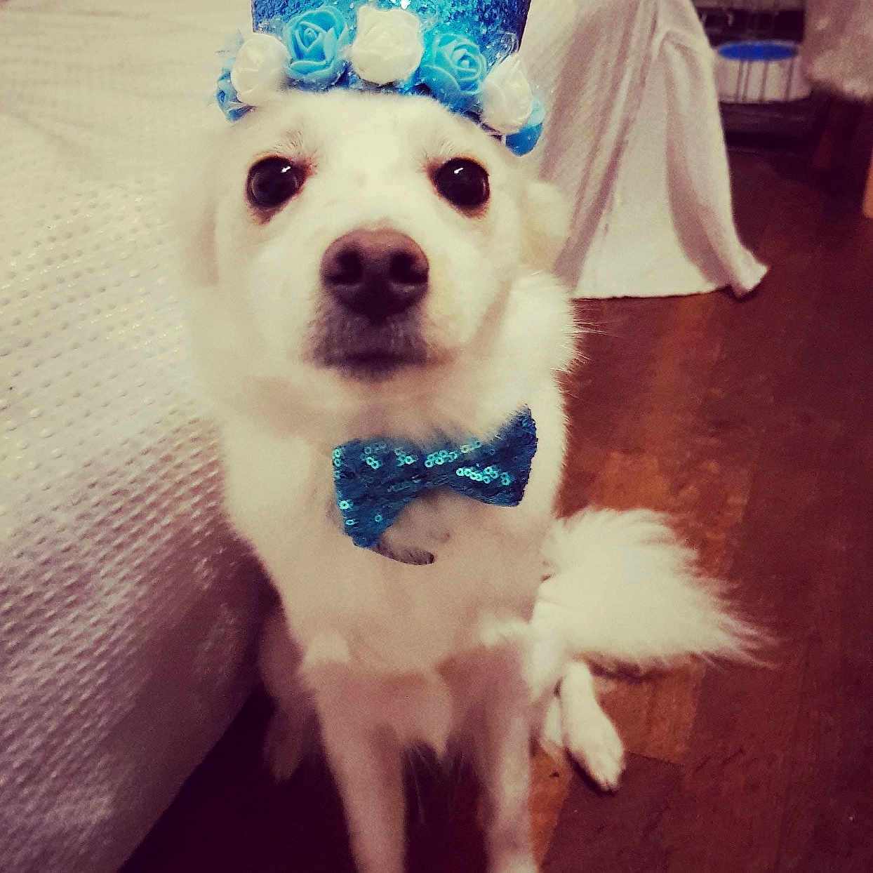 Orca participe au concours pour gagner de l'argent avec cette photo : accessories, animal, canine, clothing, couch, cushion, dog, eskimodog, face, formalwear, furniture, hat, head, homedecor, person, pet, photography, portrait, puppy, tie