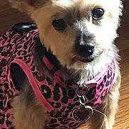 Emmie is registered to the contest to win money with this photo: adorable, animal, collar, cute, dog, domestic_animal, ears, fur, indoor, leopard_print, looking_at_camera, paw, pet, pet_clothing, pink_bow, pink_outfit, portrait, small_dog, tag, wooden_floor