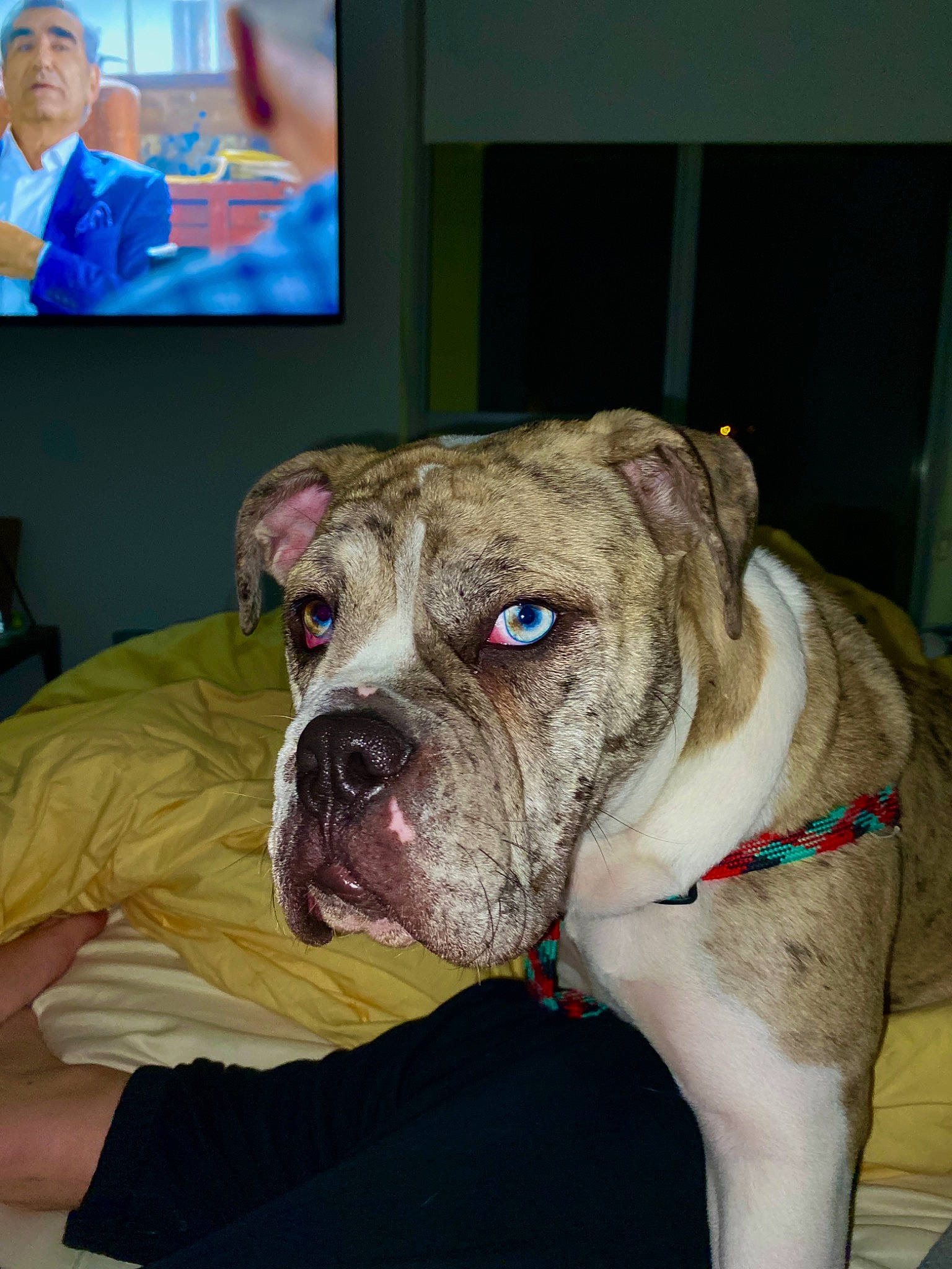 Stella Grace is registered to the contest to win money with this photo: american_bulldog, australian_bulldog, bulldog, canidae, carnivore, companion_dog, dog, dog_breed, fawn, mammal, molosser, non_sporting_group, old_english_bulldog, olde_english_bulldogge, renascence_bulldogge, skin, snout, toy_bulldog, valley_bulldog, vertebrate