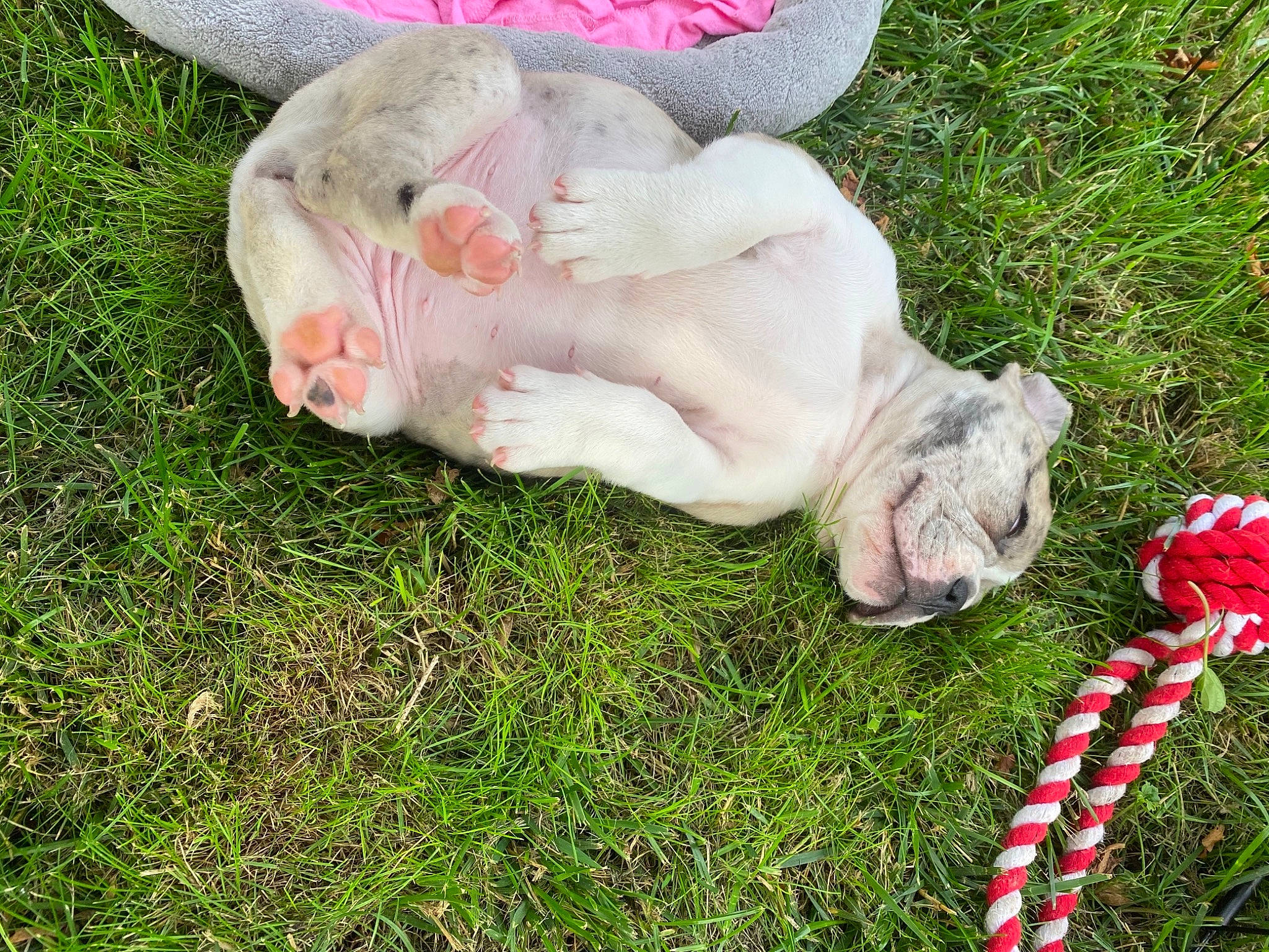 Stella Grace joined the competition — help win amazing prizes! canidae, carnivore, companion_dog, dog, dog_breed, dogo_argentino, ear, fawn, grass, non_sporting_group, plant, puppy, sporting_group, tail, weimaraner