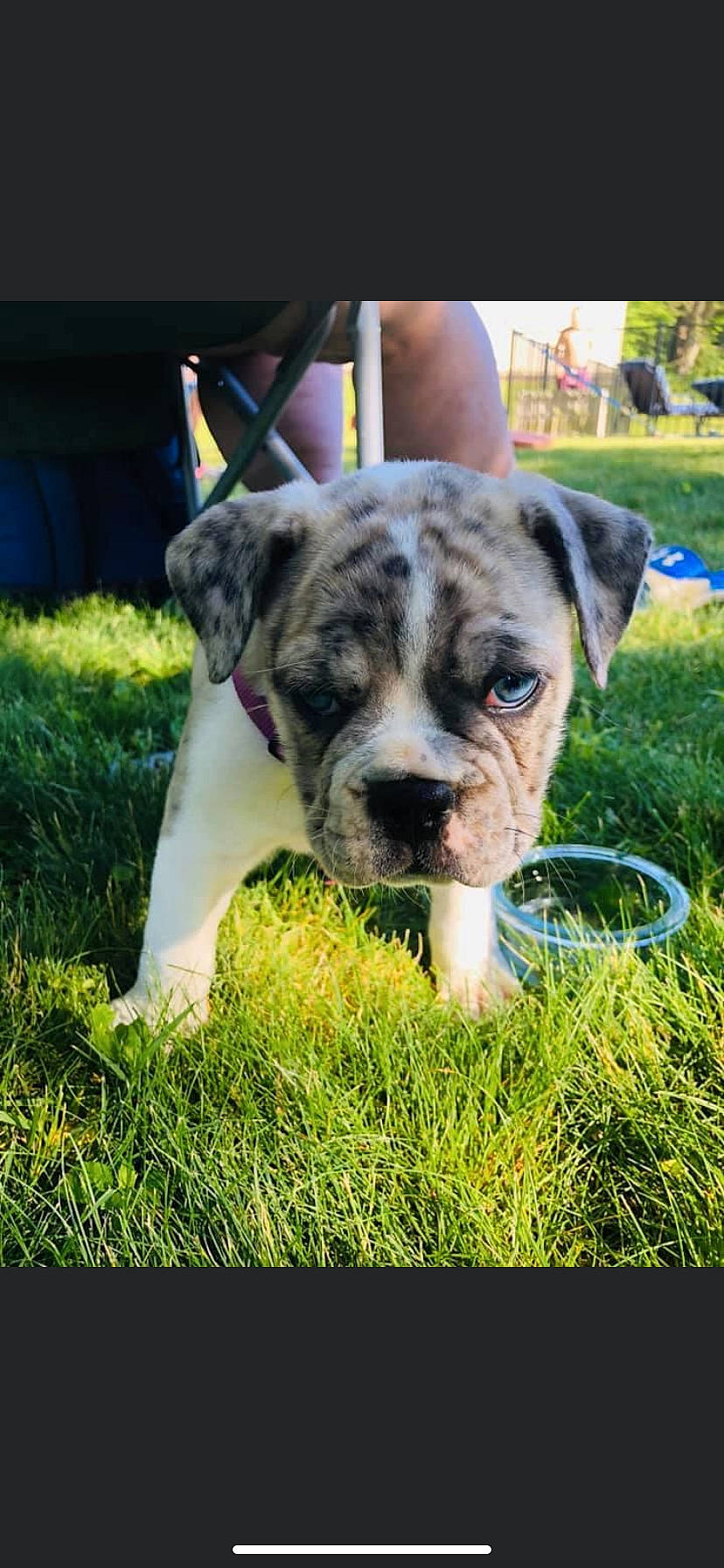 Stella Grace is registered to the contest to win money with this photo: american_bulldog, australian_bulldog, bulldog, canidae, carnivore, catahoula_bulldog, companion_dog, dog, dog_breed, fawn, grass, mammal, molosser, non_sporting_group, puppy, rare_breed_dog, snout, sporting_group, valley_bulldog, vertebrate