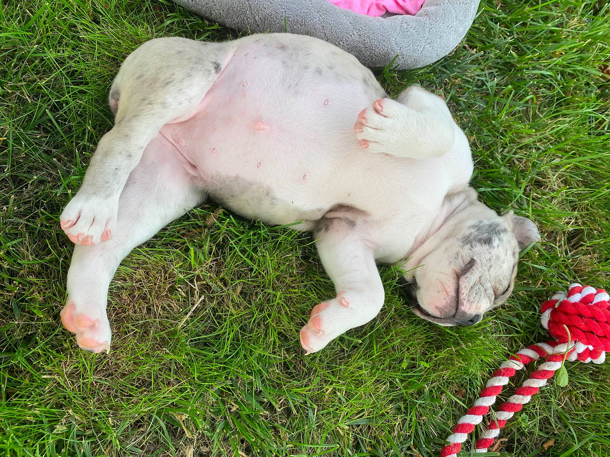 Stella Grace is registered to the contest to win money with this photo: canidae, dogo_argentino, fawn, grass, lawn, non_sporting_group, plant, puppy, tail