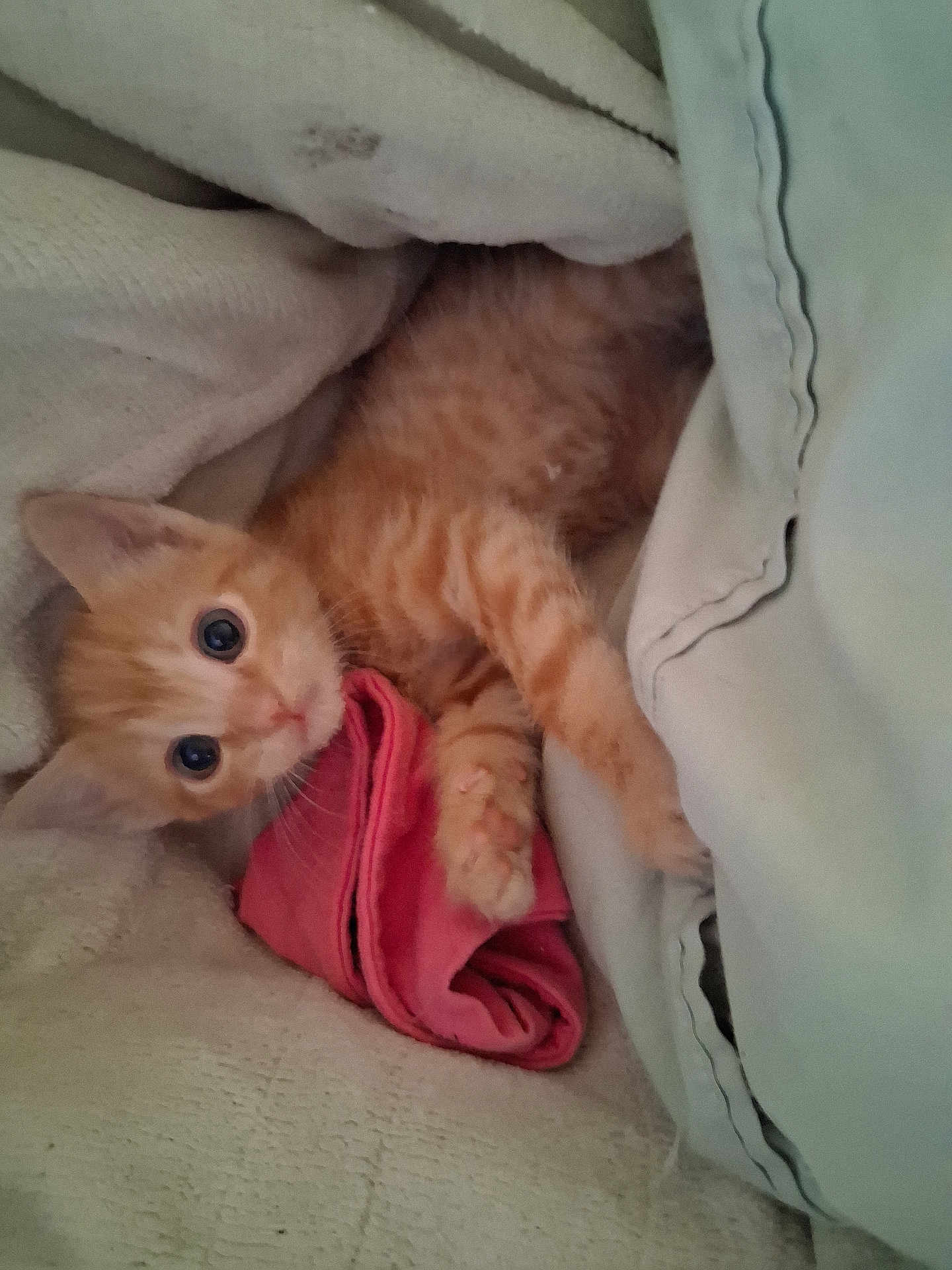 Scootie Poot is registered to the contest to win money with this photo: kitten, orange_tabby, cat, pet, blanket, cozy, soft, fur, cute, animal, claw, paw, sleeping_area, indoors, young, comfort, resting, pink_cloth, curious, snuggled