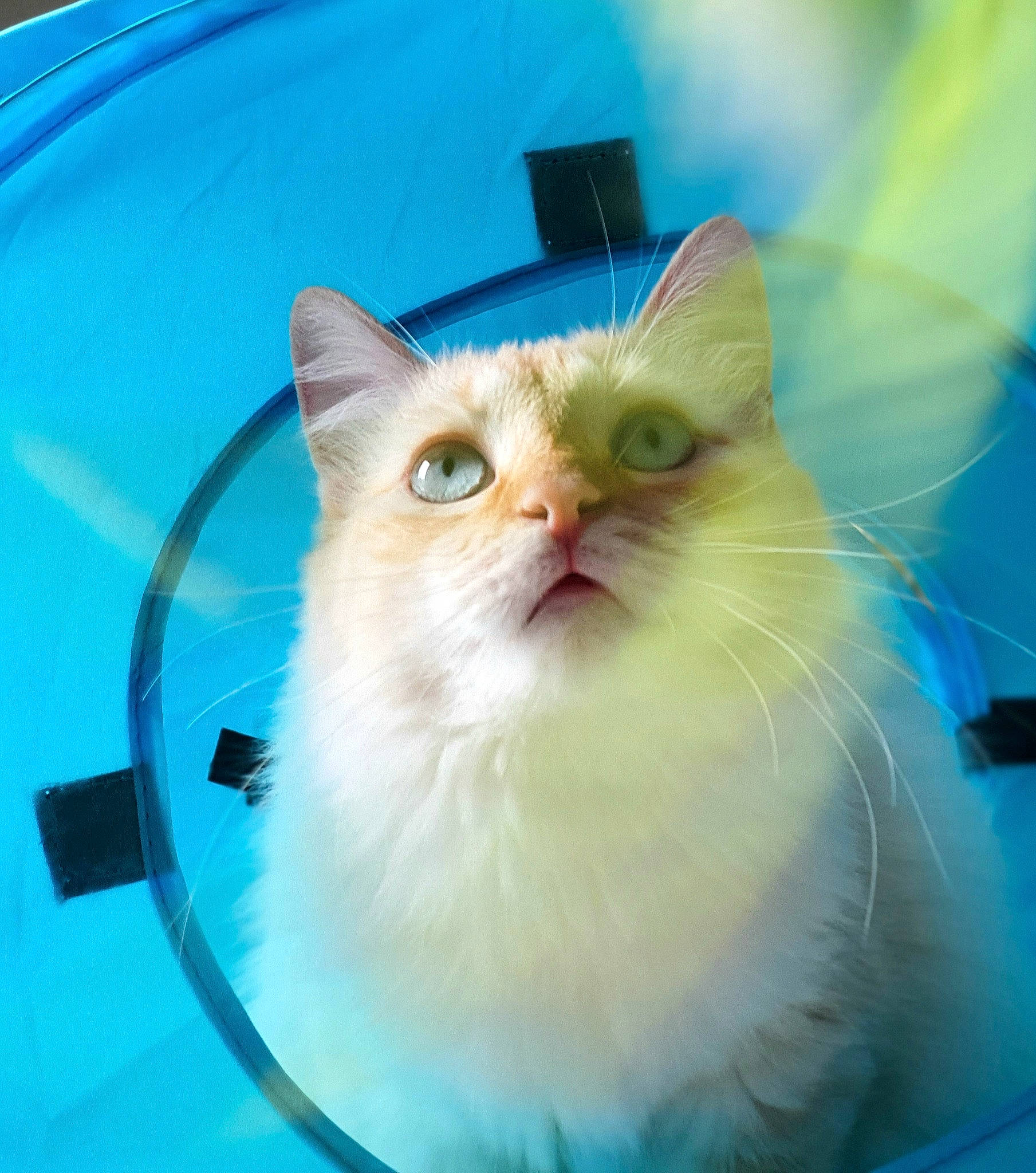 Prince a rejoint le concours — aidez-le/la à gagner de superbes lots ! asian_semi_longhair, british_semi_longhair, carnivore, cat, domestic_long_haired_cat, eye, fawn, felidae, fur, iris, kitten, mammal, persian, ragamuffin, ragdoll, small_to_medium_sized_cats, turkish_angora, turkish_van, vertebrate, whiskers