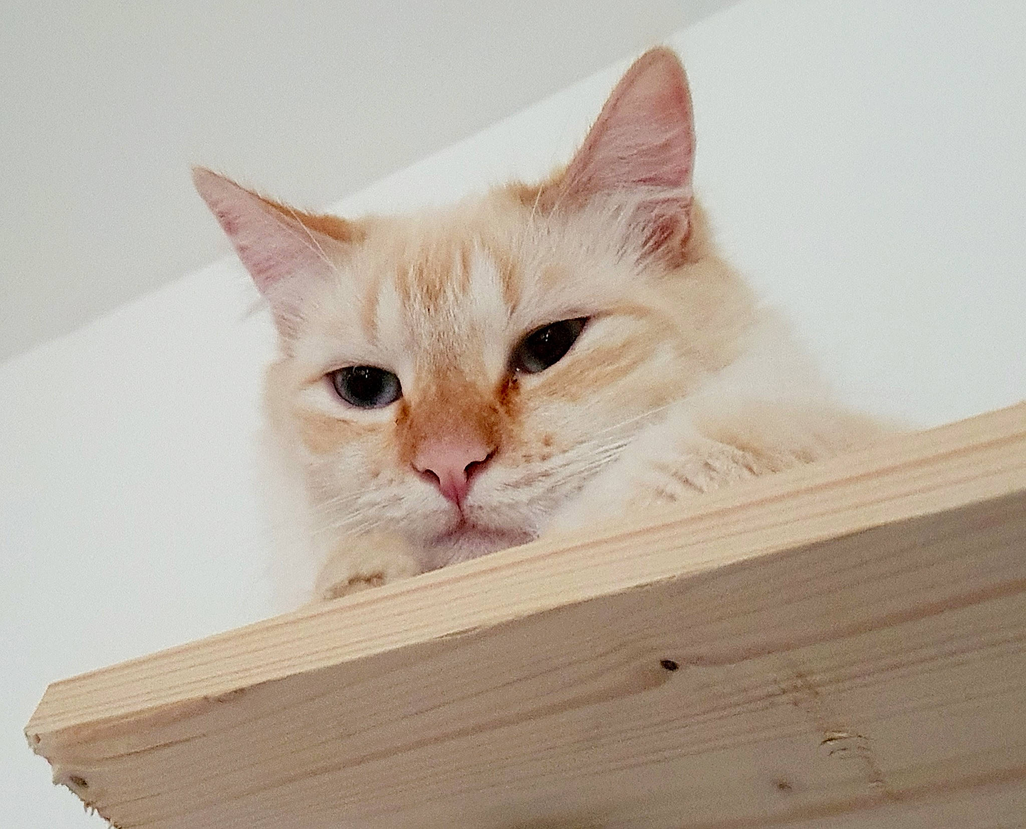 Prince a rejoint le concours — aidez-le/la à gagner de superbes lots ! aegean_cat, asian, box, burmilla, carnivore, cat, domestic_short_haired_cat, fawn, felidae, hardwood, kitten, ragamuffin, small_to_medium_sized_cats, turkish_angora, turkish_van, whiskers, wood