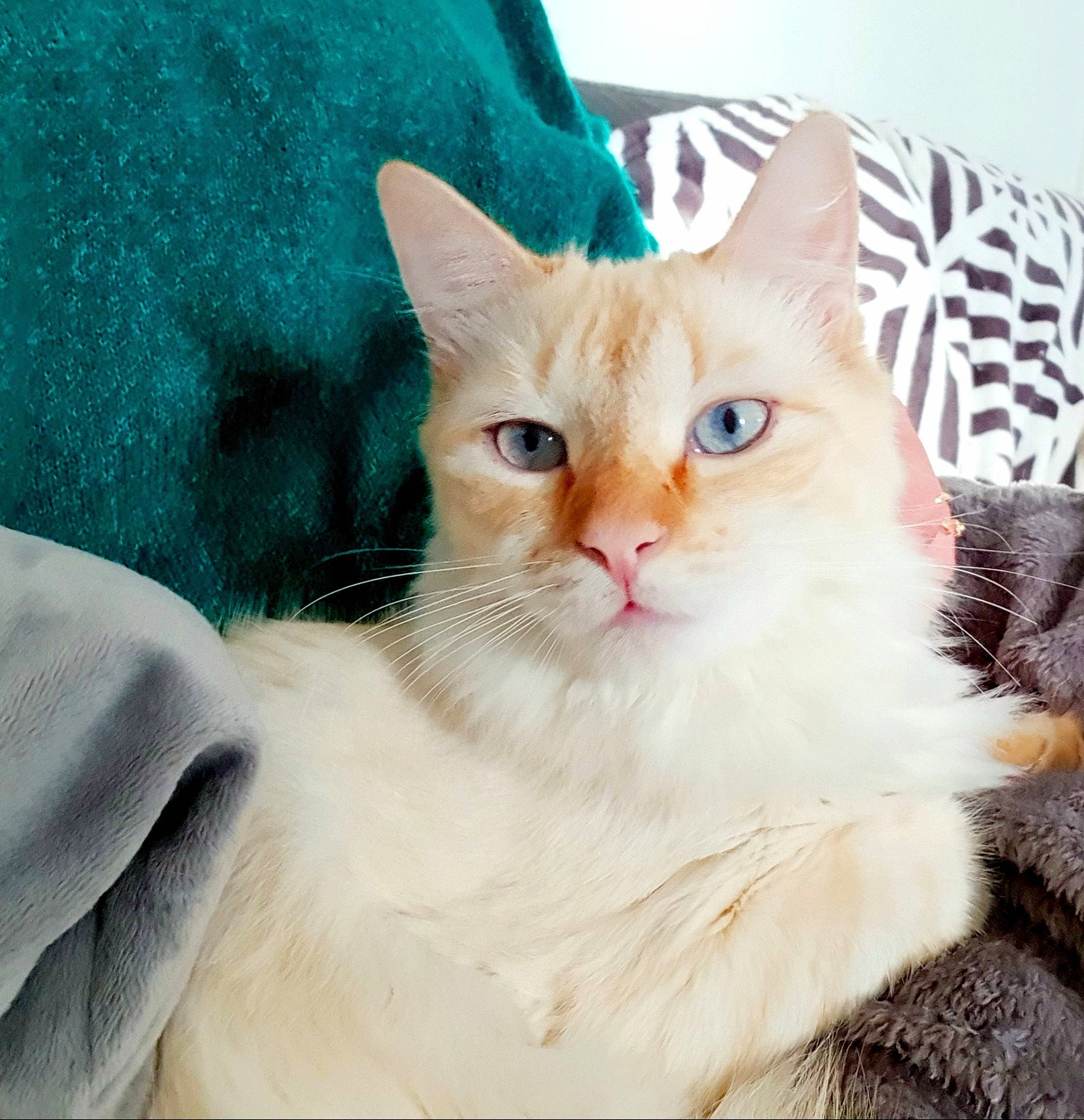 Prince a rejoint le concours — aidez-le/la à gagner de superbes lots ! aegean_cat, american_wirehair, asian, asian_semi_longhair, australian_mist, burmilla, carnivore, cat, colorpoint_shorthair, european_shorthair, eye, felidae, fur, kitten, mammal, ojos_azules, ragdoll, small_to_medium_sized_cats, vertebrate, whiskers