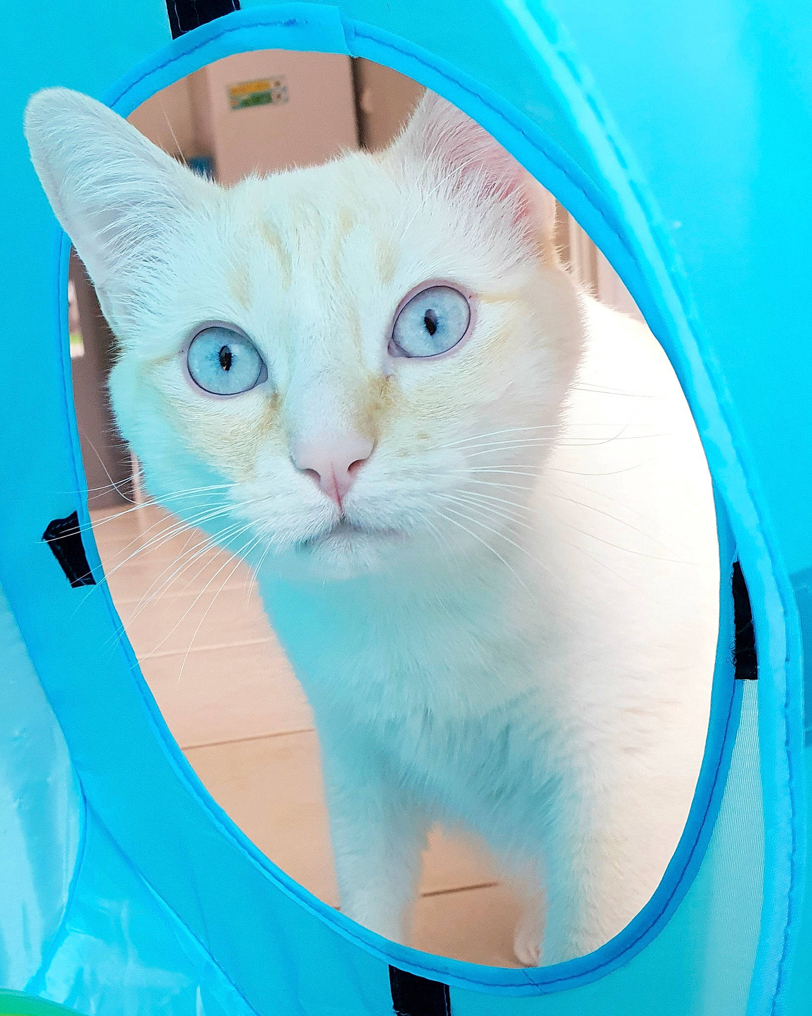 Milky a rejoint le concours — aidez-le/la à gagner de superbes lots ! blue, carnivore, cat, colorpoint_shorthair, eye, felidae, small_to_medium_sized_cats, snout, turkish_van, turquoise, whiskers