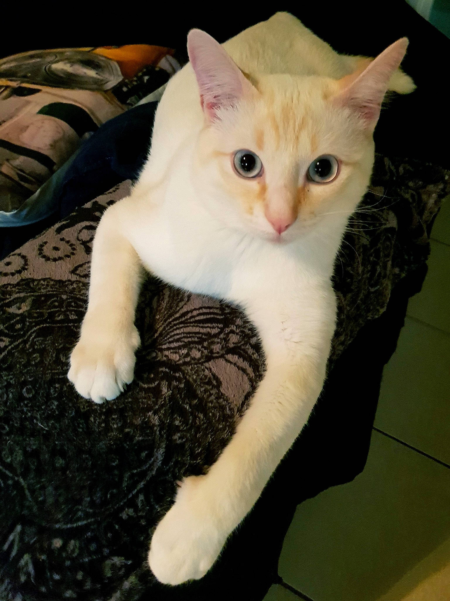 Milky a rejoint le concours — aidez-le/la à gagner de superbes lots ! aegean_cat, american_wirehair, asian, burmilla, carnivore, cat, colorpoint_shorthair, domestic_short_haired_cat, european_shorthair, eye, felidae, german_rex, khao_manee, mammal, ojos_azules, polydactyl_cat, small_to_medium_sized_cats, tail, turkish_van, whiskers