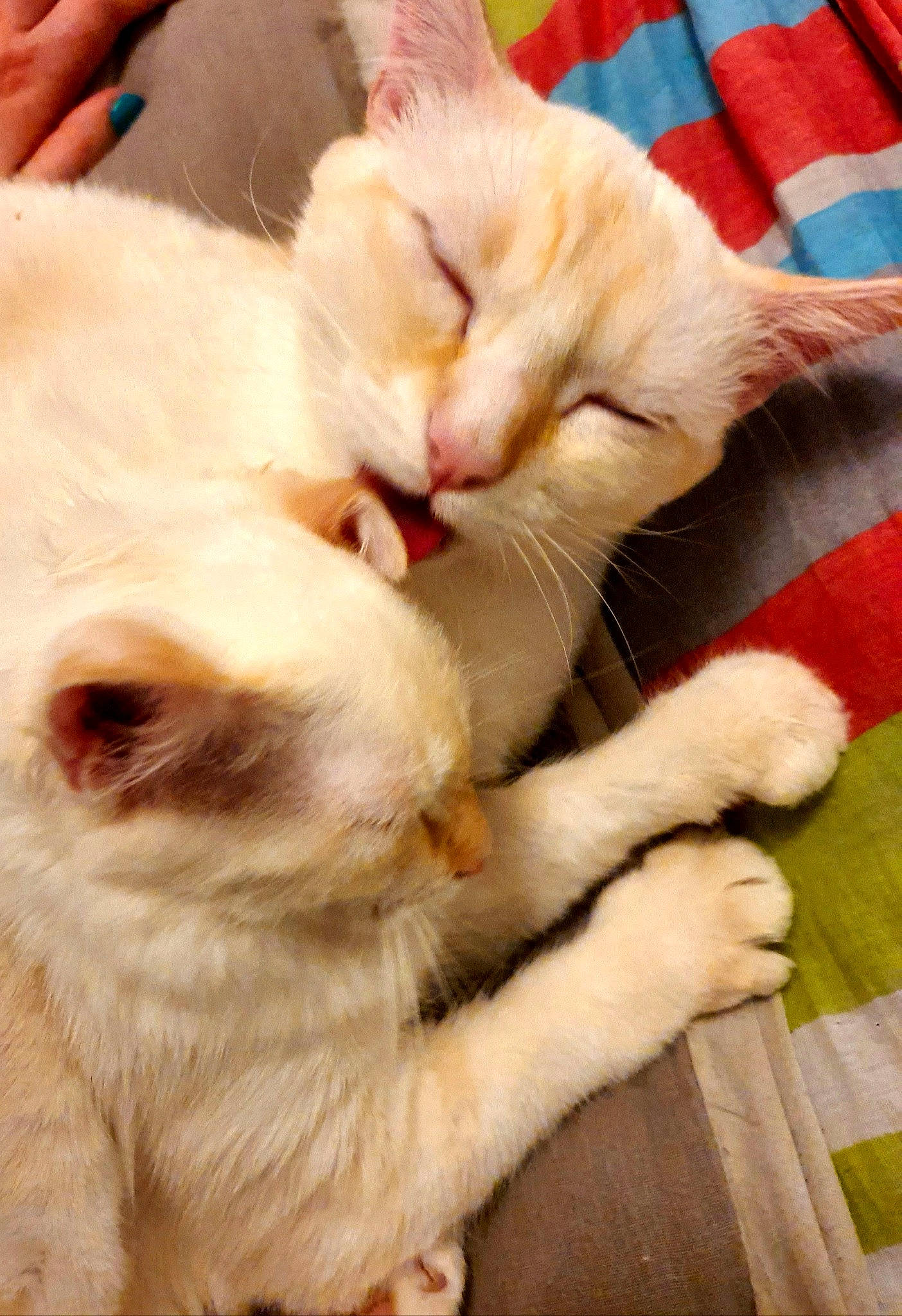 Milky a rejoint le concours — aidez-le/la à gagner de superbes lots ! aegean_cat, arabian_mau, asian, burmilla, carnivore, cat, colorpoint_shorthair, felidae, german_rex, javanese, khao_manee, kitten, mammal, oriental_longhair, singapura, small_to_medium_sized_cats, snout, turkish_angora, turkish_van, whiskers