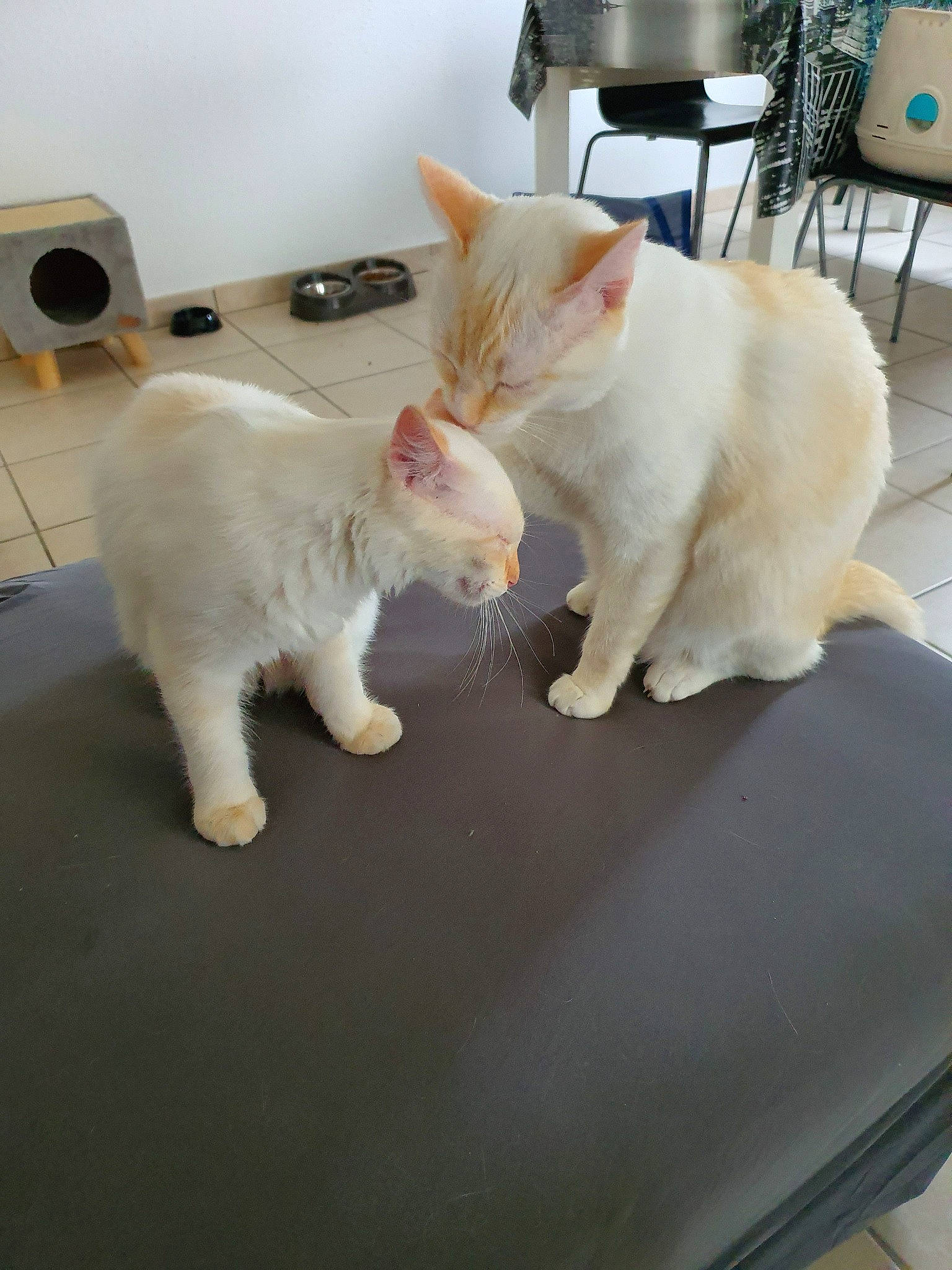 Milky participe au concours pour gagner de l'argent avec cette photo : burmilla, carnivore, cat, colorpoint_shorthair, domestic_short_haired_cat, fawn, felidae, fur, khao_manee, kitten, mammal, paw, small_to_medium_sized_cats, tail, turkish_angora, turkish_van, whiskers