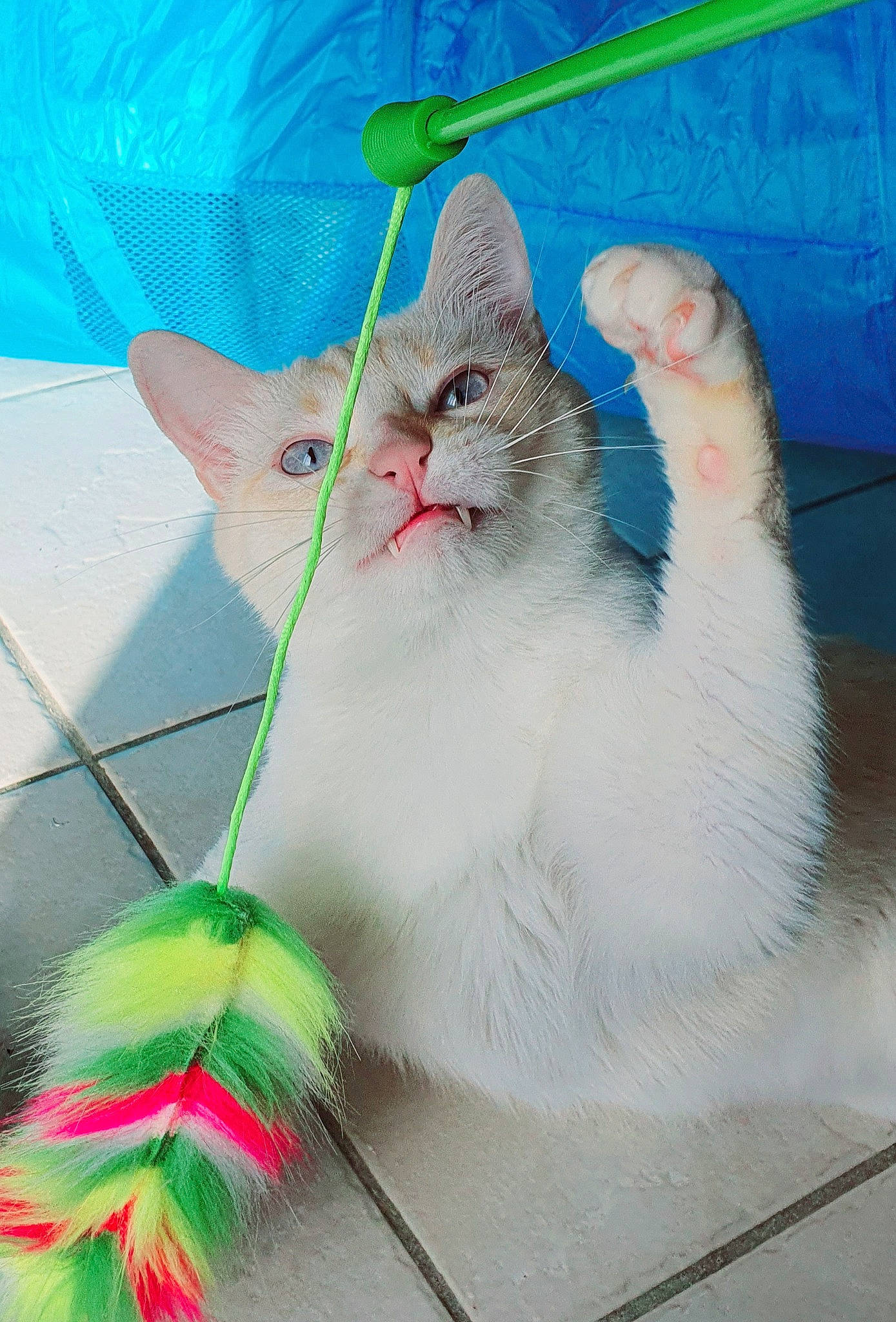 Milky participe au concours pour gagner de l'argent avec cette photo : aegean_cat, carnivore, cat, felidae, kitten, persian, ragamuffin, small_to_medium_sized_cats, tail, turkish_angora, turkish_van, whiskers