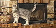 Jules a rejoint le concours — aidez-le/la à gagner de superbes lots ! cat, tabby_cat, fireplace, stone, hearth, clock, basket, calendar, heart_ornament, indoor, home_decor, tile_floor, pet, feline, curious, animal, domestic, cozy, wood, ornament