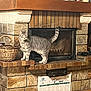 cat, tabby_cat, fireplace, stone, hearth, clock, basket, calendar, heart_ornament, indoor, home_decor, tile_floor, pet, feline, curious, animal, domestic, cozy, wood, ornament