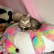 Jules participe au concours pour gagner de l'argent avec cette photo : cat, tabby_cat, stuffed_animal, plush_toy, bed, bedding, pillow, pink_curtain, indoor, cozy, relaxed, pet, animal, feline, cute, colorful, soft_texture, resting, sleepy, whale