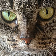 Mimie a rejoint le concours — aidez-le/la à gagner de superbes lots ! cat, tabby, close_up, face, green_eyes, whiskers, fur, pet, animal, portrait, curious, mystery, feline, nose, eye, texture, detail, macro, nature, cute