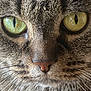 cat, tabby, close_up, face, green_eyes, whiskers, fur, pet, animal, portrait, curious, mystery, feline, nose, eye, texture, detail, macro, nature, cute