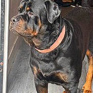 Maximus is registered to the contest to win money with this photo: rottweiler, dog, cat, tuxedo_cat, indoor, doorway, looking_away, pet, animal, black_and_tan, curious, floor, collar, house, domestic, companion, alert, feline, canine, portrait