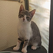 Boule De Neige a rejoint le concours — aidez-le/la à gagner de superbes lots ! kitten, cat, gray_and_white, sitting, indoor, curious, pet, feline, young_animal, cushion, head_tilt, whiskers, ears, paws, fur, looking, close_up, domestic_animal, cute, small