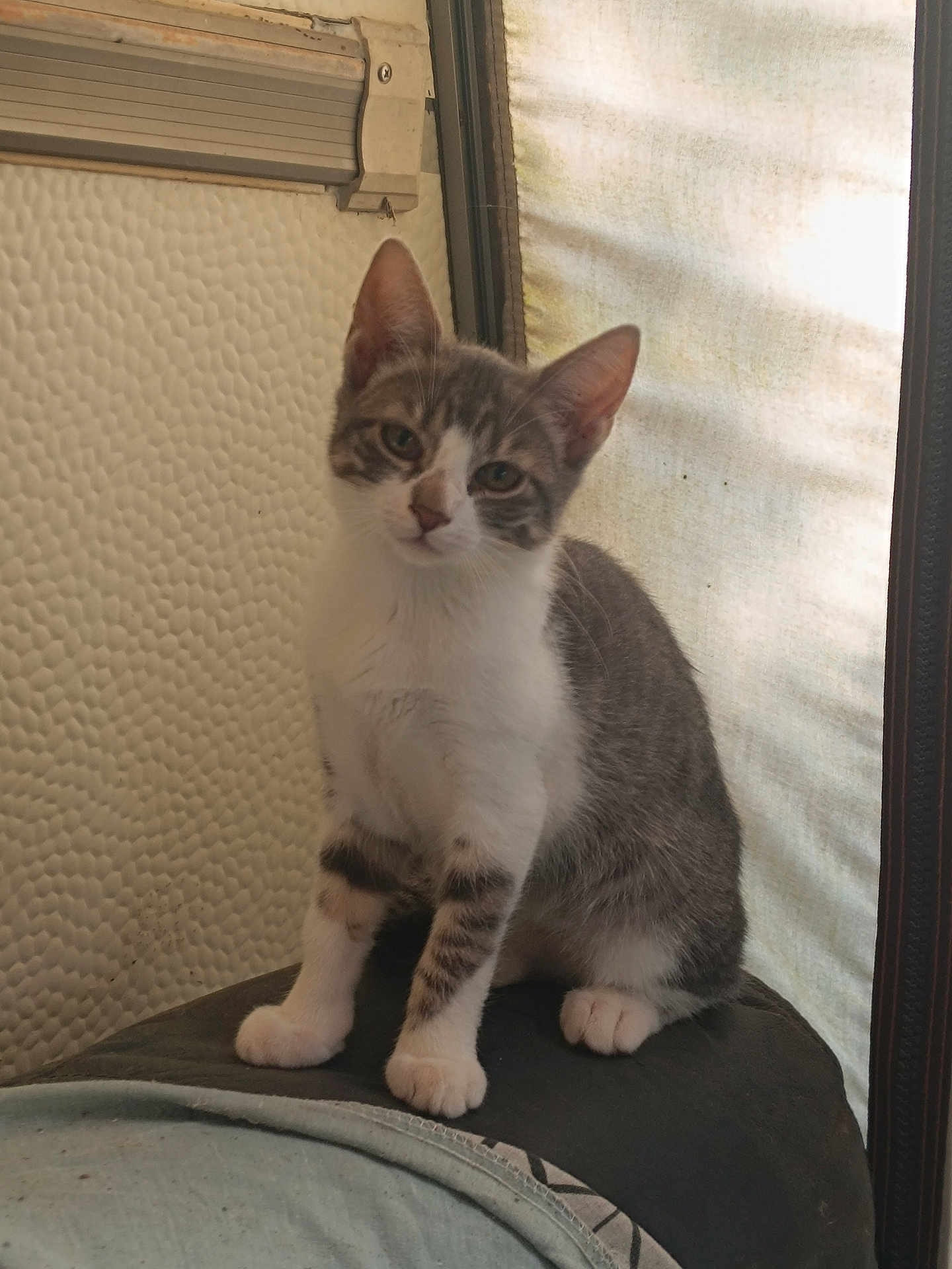 Boule De Neige a rejoint le concours — aidez-le/la à gagner de superbes lots ! kitten, cat, gray_and_white, sitting, indoor, curious, pet, feline, young_animal, cushion, head_tilt, whiskers, ears, paws, fur, looking, close_up, domestic_animal, cute, small