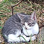 kitten, cat, gray, white, animal, pet, outdoor, grass, leaves, tree, nature, sleepy, fur, whiskers, small, cute, resting, wildlife, young, mammal