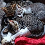 kitten, cat, sleeping, snuggling, pile, blanket, cozy, furry, cute, pet, animal, resting, paw, fur, indoors, soft, tabby, gray, white, playful