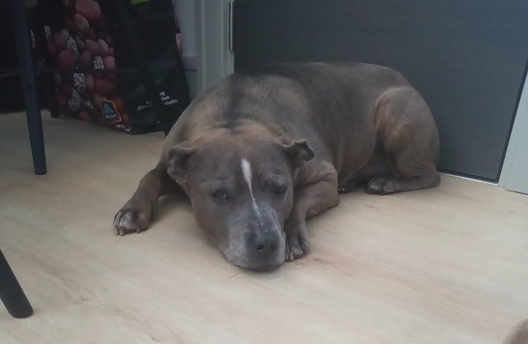 Kane is registered to the contest to win money with this photo: canidae, carnivore, comfort, companion_dog, dog, dog_breed, fawn, floor, flooring, fur, grey, guard_dog, hardwood, non_sporting_group, snout, sporting_group, terrestrial_animal, whiskers, wood, working_animal