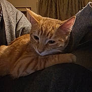 Skeeter joined the competition — help win amazing prizes! cat, orange_tabby, pet, indoor, lap, person, furniture, curtains, cozy, relaxed, animal, mammal, whiskers, ears, fur, domestic, companion, resting, warm_lighting, casual_clothing