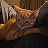 cat, orange_tabby, pet, indoor, lap, person, furniture, curtains, cozy, relaxed, animal, mammal, whiskers, ears, fur, domestic, companion, resting, warm_lighting, casual_clothing