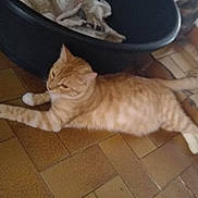 Noé a rejoint le concours — aidez-le/la à gagner de superbes lots ! aegean_cat, carnivoran, cat, cat_like_mammal, dog_breed_group, domestic_short_haired_cat, european_shorthair, kitten, small_to_medium_sized_cats, tail, whiskers