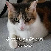 Magnolia a rejoint le concours — aidez-le/la à gagner de superbes lots ! aegean_cat, american_wirehair, cat, cat_like_mammal, domestic_short_haired_cat, european_shorthair, fauna, fur, kitten, photo_caption, small_to_medium_sized_cats, snout, whiskers