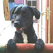 Shadow a rejoint le concours — aidez-le/la à gagner de superbes lots ! borador, dog, dog_breed, dog_breed_group, dog_like_mammal, labrador_retriever, snout, sporting_group