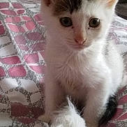 Bobby participe au concours pour gagner de l'argent avec cette photo : aegean_cat, burmilla, cat, cat_like_mammal, domestic_short_haired_cat, european_shorthair, khao_manee, kitten, small_to_medium_sized_cats, snout, turkish_angora, turkish_van, whiskers