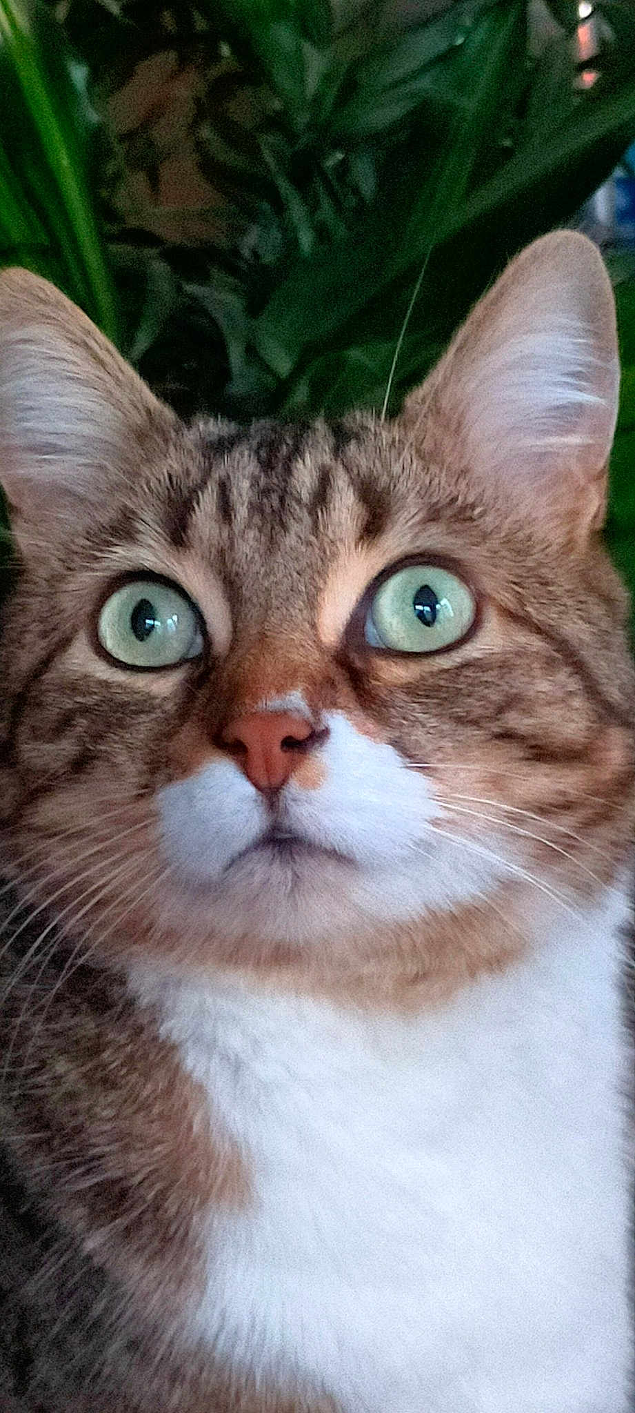 Bibiche