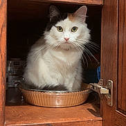 Mamas joined the competition — help win amazing prizes! cat, calico, wooden_cabinet, kitchen, jar, glass_jar, pie_dish, pet, animal, feline, curious, white_fur, orange_fur, black_fur, sitting, indoors, door_hinge, shelf, container, closeup